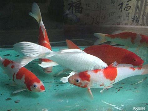 養魚 種類|新手養魚首選魚類有哪些？－風生水起「燈」好運。